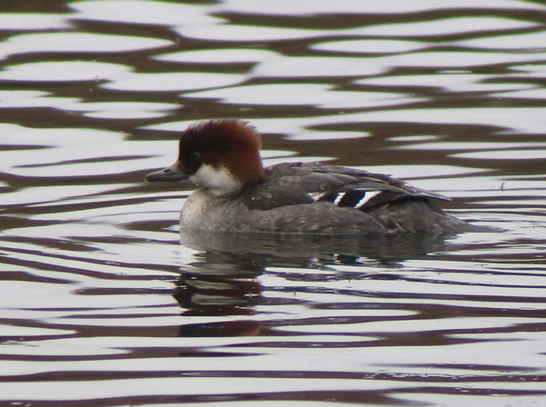 Smew