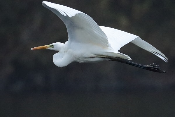 Great White Egret