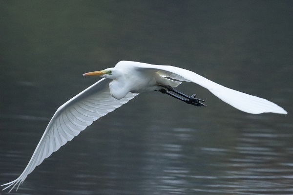 Great White Egret