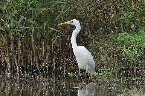 Great White Egret