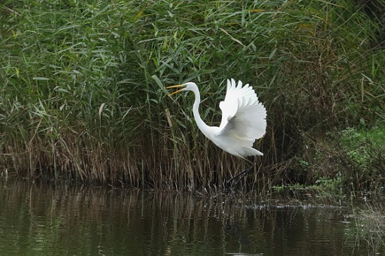 Great White Egret