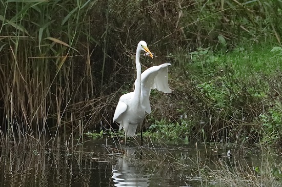 Great White Egret