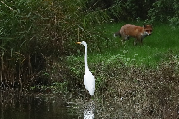 Great White Egret