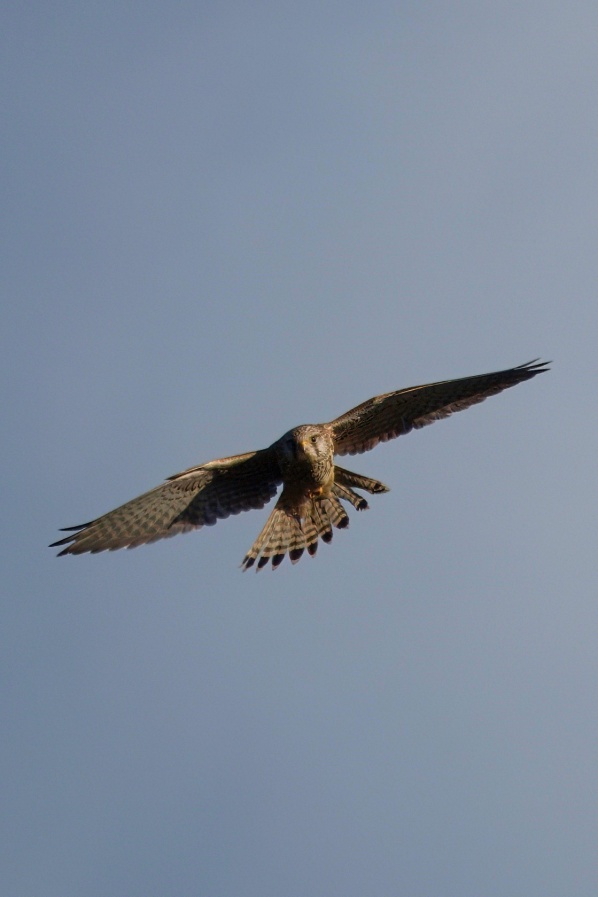 Kestrel