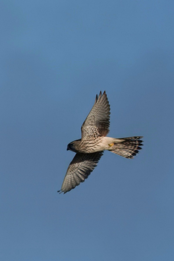 Kestrel