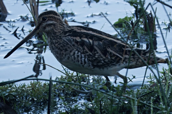 Snipe