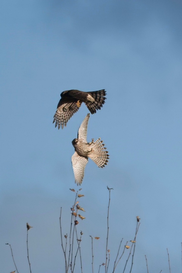 Kestrel