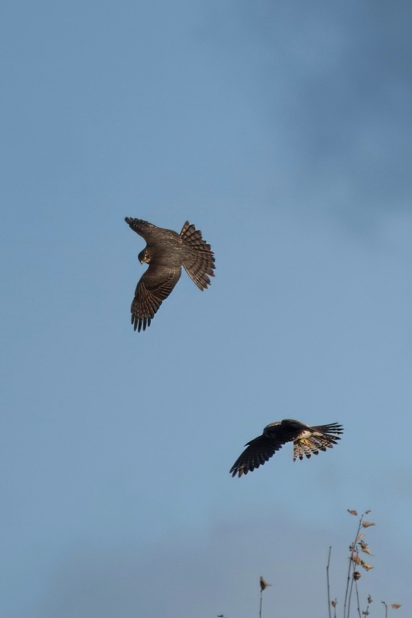 Kestrel