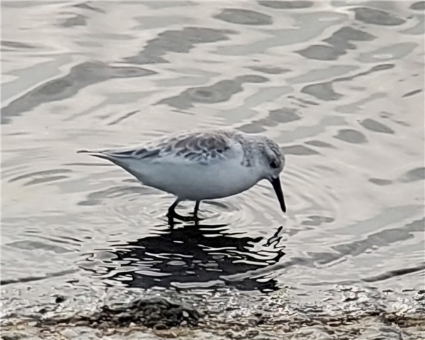 Sanderling