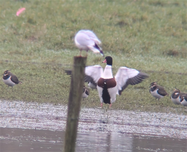 Shelduck