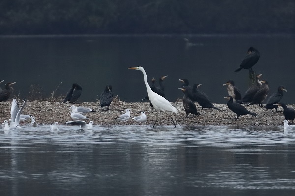 Great White Egret