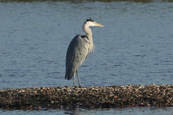 Grey Heron