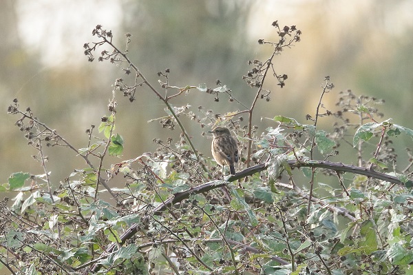 Stonechat