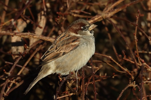 House Sparrow