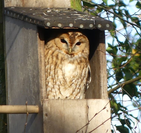 Tawny Owl