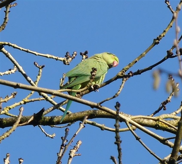 Ring-necked Parakeet