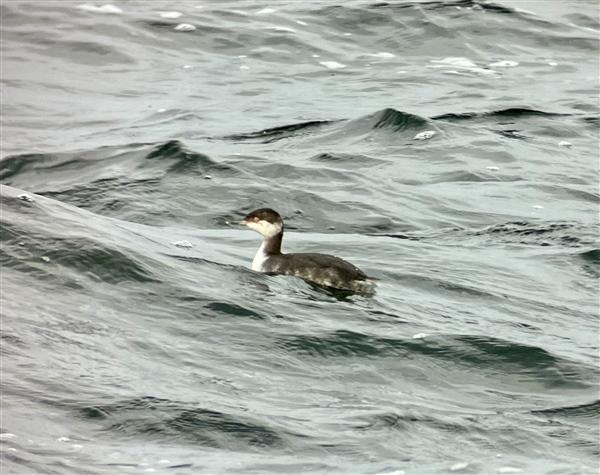 Slavonian Grebe