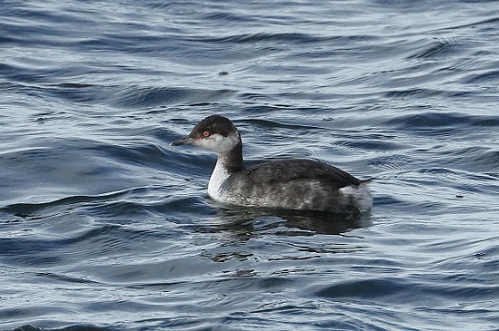 Slavonian Grebe