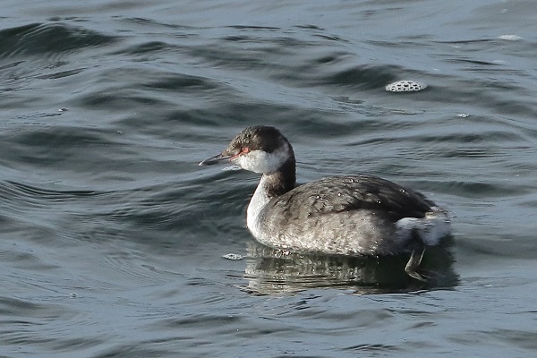 Slavonian Grebe