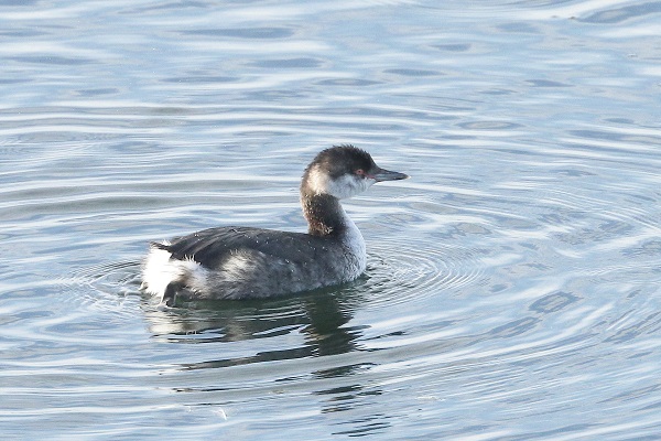 Slavonian Grebe