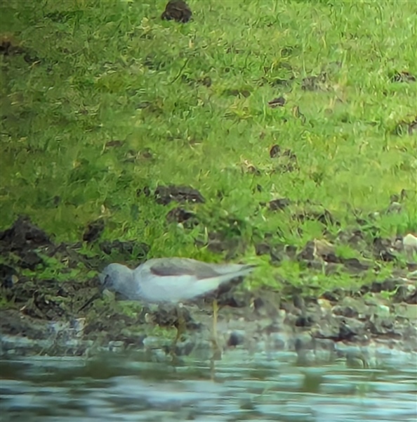 Greenshank