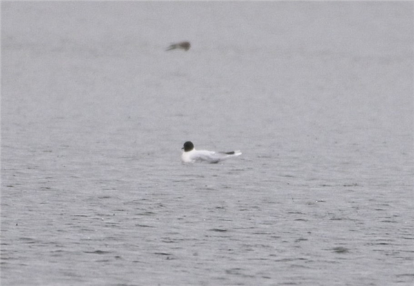 Little Gull