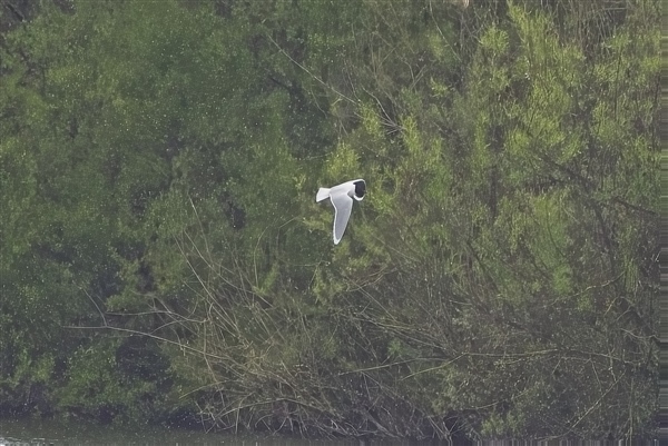 Little Gull