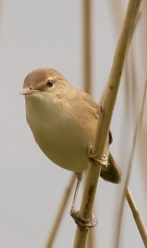 Reed Warbler