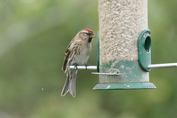 Lesser Redpoll