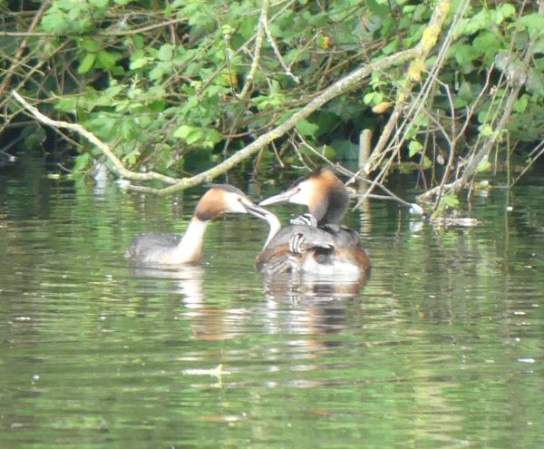 Great Crested Grebe