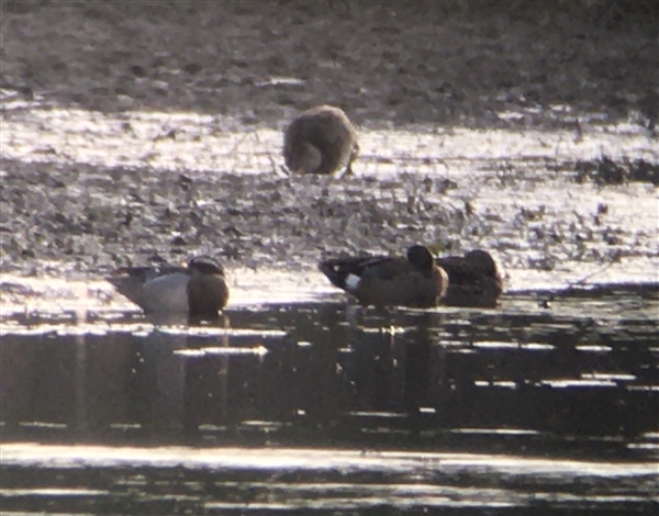 Blue-winged Teal