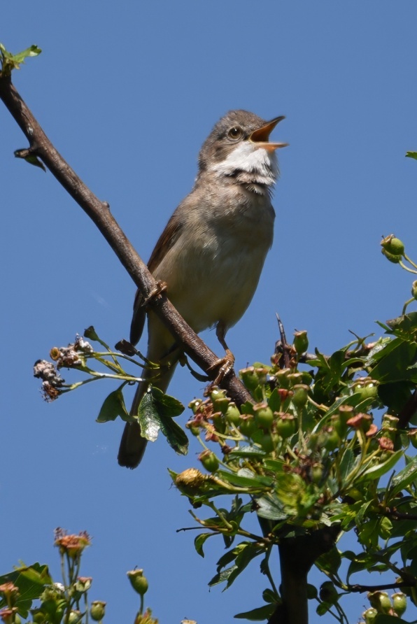 Whitethroat