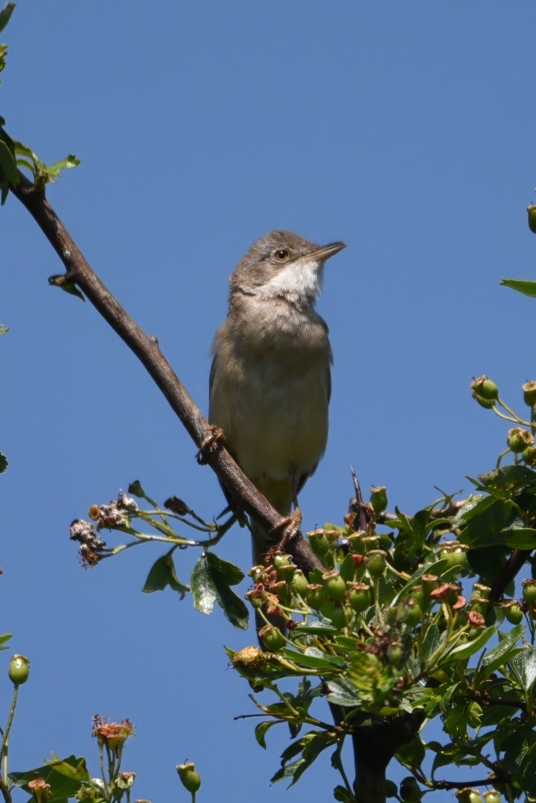 Whitethroat