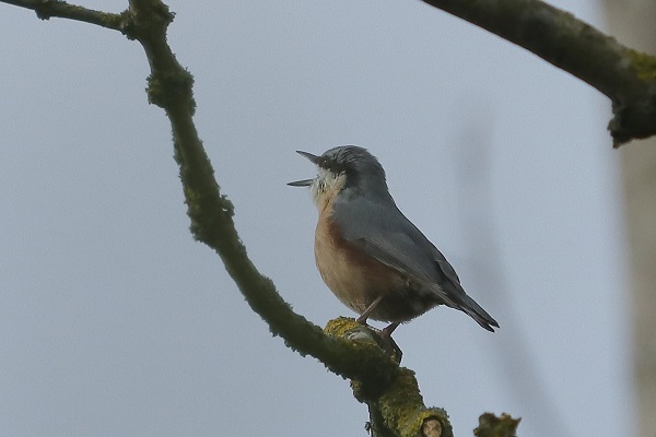 Nuthatch