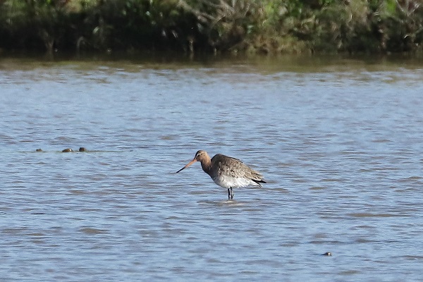 Black-tailed Godwit