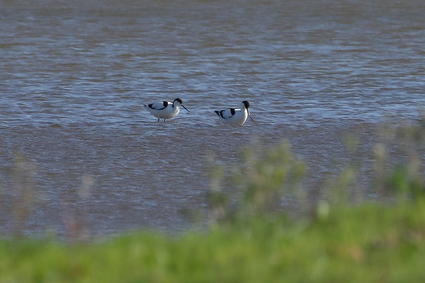 Avocet