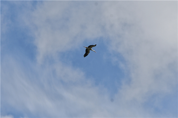 White Stork