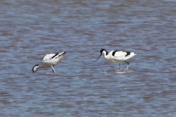 Avocet