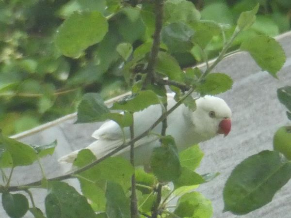 Ring-necked Parakeet