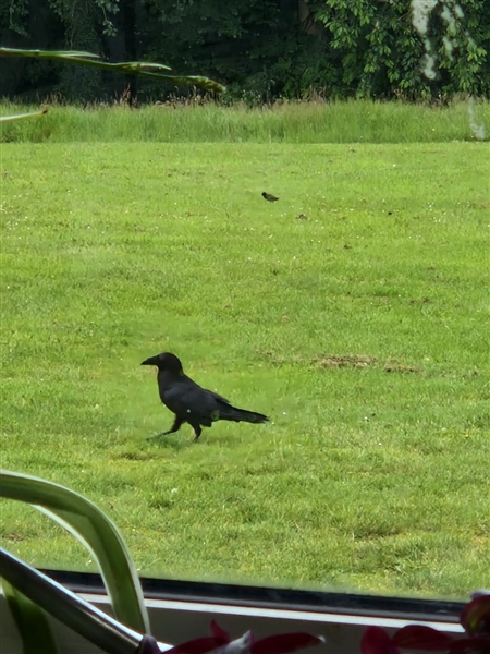 Raven