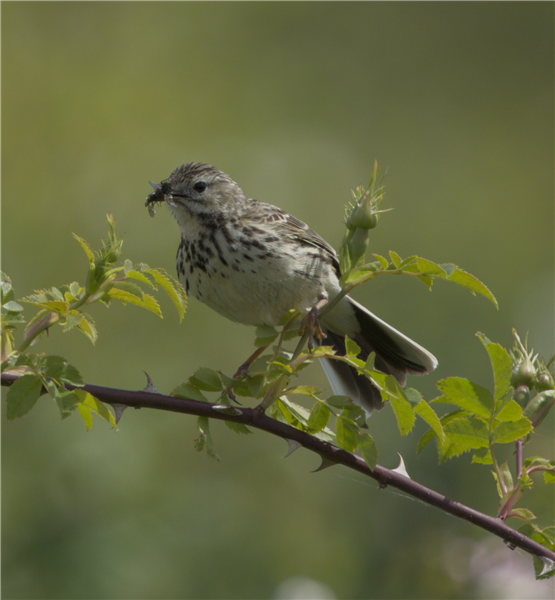 Meadow Pipit