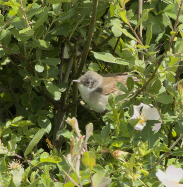 Whitethroat