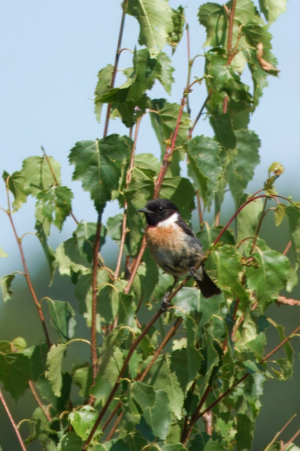 Stonechat