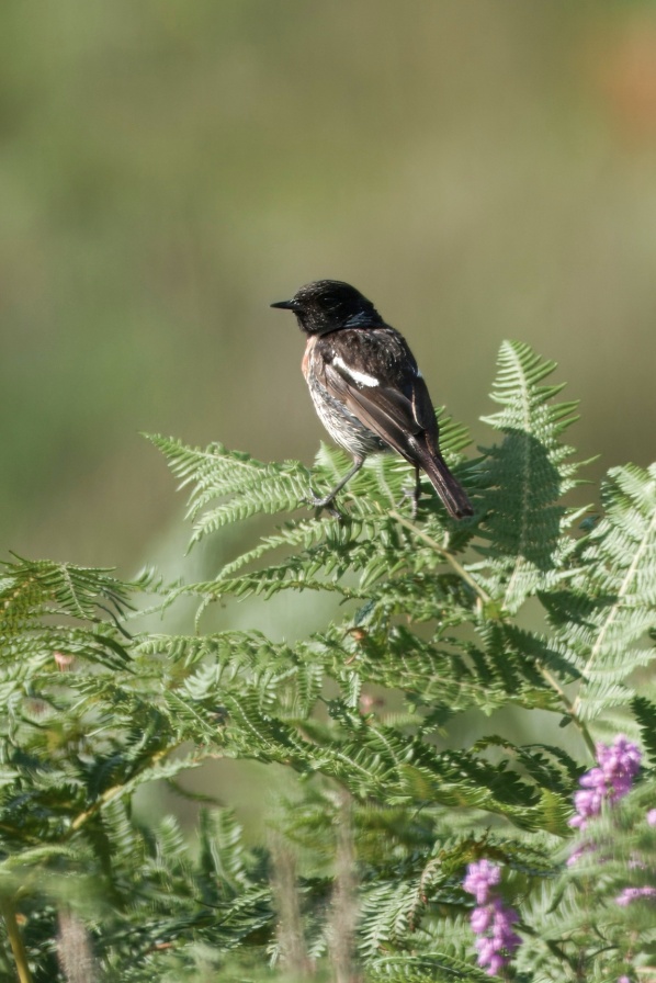 Stonechat