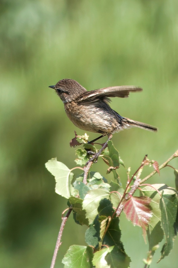 Stonechat