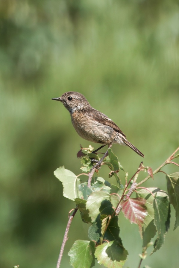 Stonechat