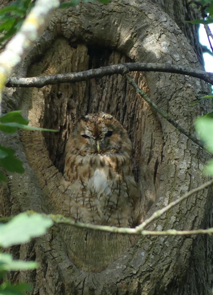 Tawny Owl