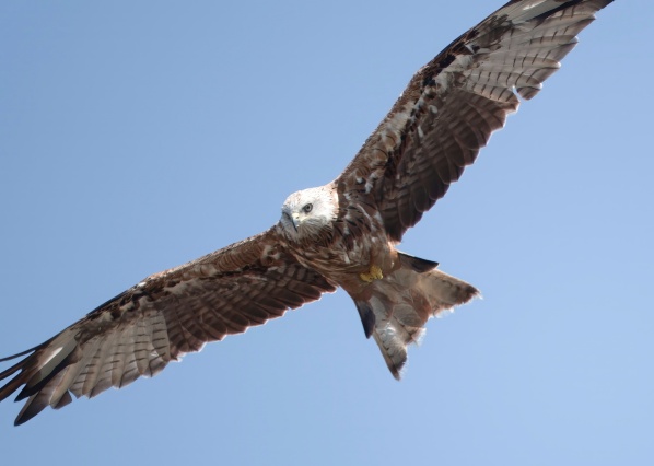 Red Kite