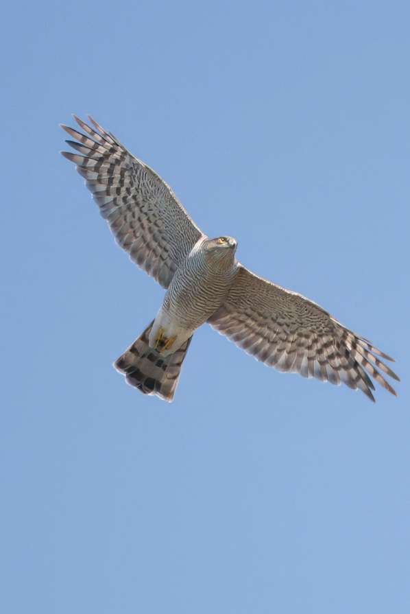 Sparrowhawk