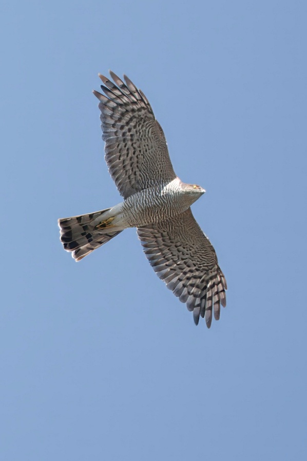 Sparrowhawk